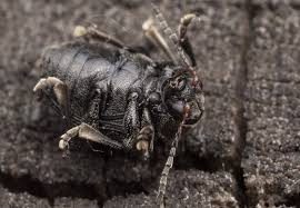 Attēlu rezultāti vaicājumam “Adoxus obscurus”