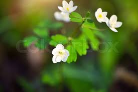 Attēlu rezultāti vaicājumam “Isopyrum thalictroides flower”