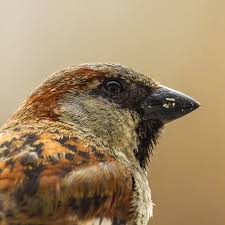 Image result for Passer domesticus