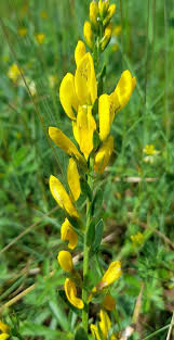Image result for Genista tinctoria