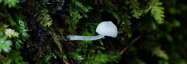 Attēlu rezultāti vaicājumam “Delicatula integrella”