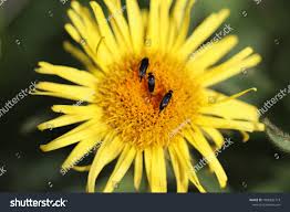 Attēlu rezultāti vaicājumam “Mordella sp.”