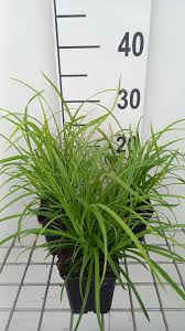 Attēlu rezultāti vaicājumam “Carex sylvatica”
