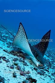 Image result for Aetobatus narinari