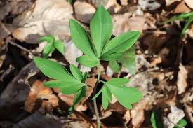 Attēlu rezultāti vaicājumam “Corydalis cava”
