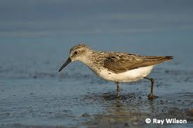 Image result for Calidris minutilla