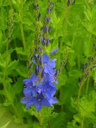 Attēlu rezultāti vaicājumam “Veronica austriaca subsp. teucrium leaf”