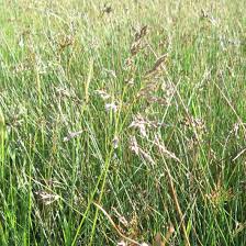 Attēlu rezultāti vaicājumam “Juncus balticus”