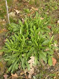 Attēlu rezultāti vaicājumam “Campanula persicifolia leaf”