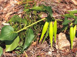Attēlu rezultāti vaicājumam “Vincetoxicum hirundinaria flower”