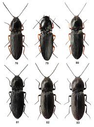 Attēlu rezultāti vaicājumam “Cardiophorus ruficollis”
