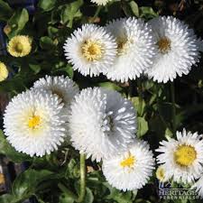 Image result for Bellis perennis