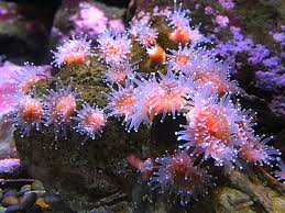 ผลการค้นหารูปภาพสำหรับ strawberry anemone