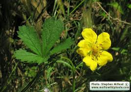 Attēlu rezultāti vaicājumam “Potentilla reptans leaf”