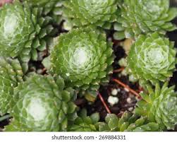 Attēlu rezultāti vaicājumam “Jovibarba globifera bud”