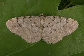 Attēlu rezultāti vaicājumam “Aethalura punctulata”