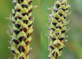 Attēlu rezultāti vaicājumam “Carex cespitosa flower”