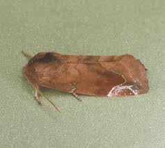 Attēlu rezultāti vaicājumam “Cosmia pyralina”