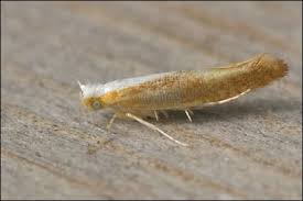 Attēlu rezultāti vaicājumam “Argyresthia albistria”