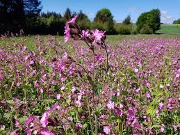 Image result for Pechnelke