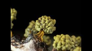 Attēlu rezultāti vaicājumam “Physarum nitens macro”