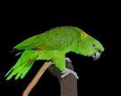Parrot Abbreviations