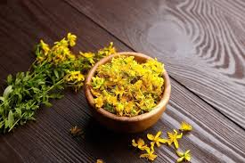 Attēlu rezultāti vaicājumam “Hypericum perforatum bud”