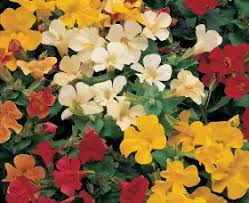 Image result for Mimulus x hybrida