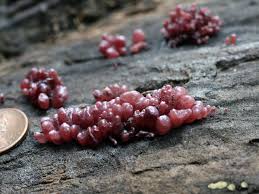 Attēlu rezultāti vaicājumam “Ascocoryne sarcoides”