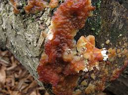 Attēlu rezultāti vaicājumam “Exidia cartilaginea”