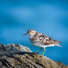Image result for Calidris minutilla