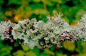 Attēlu rezultāti vaicājumam “Platismatia glauca”