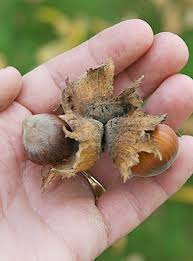 Attēlu rezultāti vaicājumam “Corylus avellana fruit”