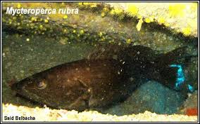 Image result for Mycteroperca rubra