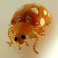 Attēlu rezultāti vaicājumam “Halyzia sedecimguttata”