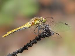 Attēlu rezultāti vaicājumam “Sympetrum sanguineum”