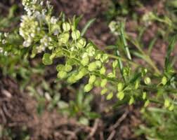 Attēlu rezultāti vaicājumam “Lepidium densiflorum fruit”