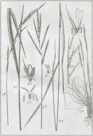 Attēlu rezultāti vaicājumam “Brachypodium pinnatum”