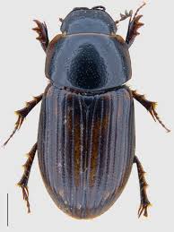 Attēlu rezultāti vaicājumam “Aphodius subterraneus”