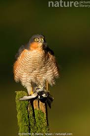 Attēlu rezultāti vaicājumam “Accipiter nisus male”