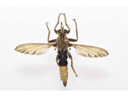 Attēlu rezultāti vaicājumam “Asilus crabroniformis”