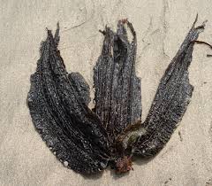 Attēlu rezultāti vaicājumam “Cribraria costata stalked”