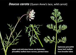 Attēlu rezultāti vaicājumam “Daucus carota subsp. carota leaf”