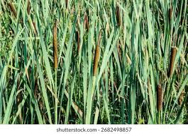 Attēlu rezultāti vaicājumam “Typhaceae”