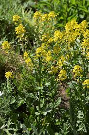 Attēlu rezultāti vaicājumam “Barbarea vulgaris subsp. arcuata flower”