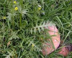 Attēlu rezultāti vaicājumam “Sisymbrium volgense flower”