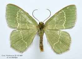 Attēlu rezultāti vaicājumam “Chlorissa viridata”