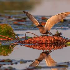 Attēlu rezultāti vaicājumam “Chlidonias niger eggs”