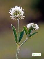 Attēlu rezultāti vaicājumam “Trifolium montanum leaf”