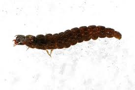 Attēlu rezultāti vaicājumam “Cantharis fusca larva”